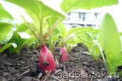 /dobriva/9254-redis-grunt-i-dobriva.html