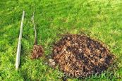 /dobriva/9252-dobriva-dlja-osinnoi-posadki-plodovih-derev.html