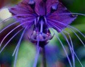 15 ����� ������� � ���������� ������ � ��� фото