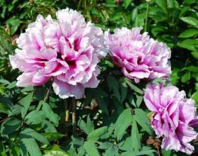 5 ������� ����������� ������������ ������ фото