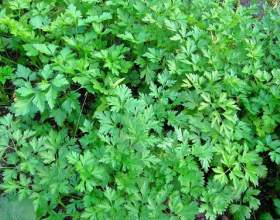 � �� �����, �� ��������� ��������? ������ ����������� фото