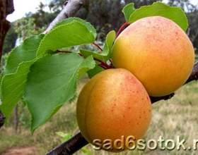 ������� - �������� ����� фото