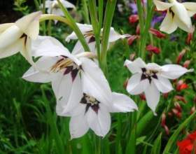 ���������� ����������� � ������ фото