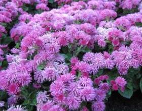 �������� фото