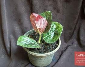 ��������� ������� фото
