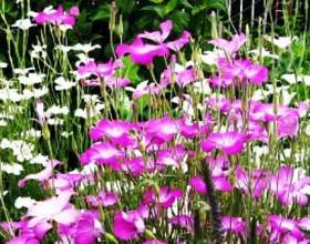 ���������� фото