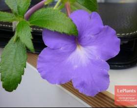 �������� �������������� фото