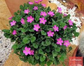 ������� ������� фото