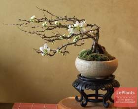 ���� �������� (���� ��������) фото