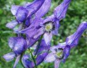 ������ (aconitum) фото