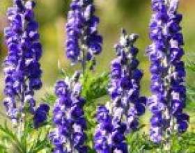 ������ � ���� фото