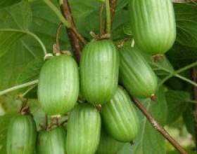 ��������: ����������� � ����� фото