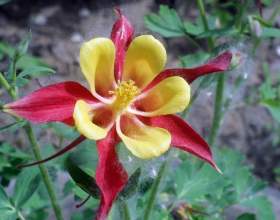 ������� - ����������� ������� фото
