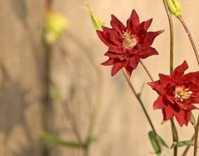 ������� - ��������� ������� фото