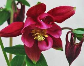 ������� фото