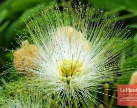 ������� ������ фото
