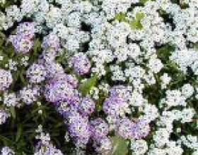 �������, ������� (alyssum) фото