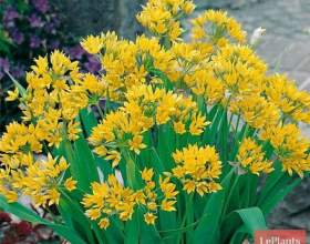 ����� ��� (������ �������, ������ ��������) фото