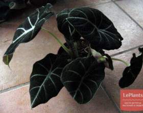 �������� �������� `���� �������` фото