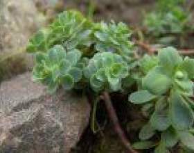 ��������� ����: ������� ����� фото