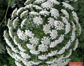 ��� ������ фото