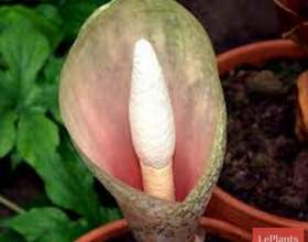 ������������ ������������ (������������ �������������) фото