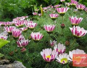��������� фото