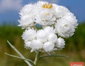 ������� фото