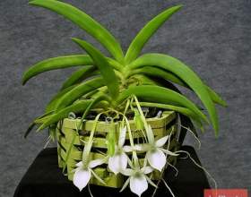 �������� ������ (�������� �����) фото