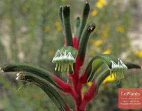 ����������� ������� фото