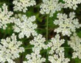 ���� (anisum vulgare) фото