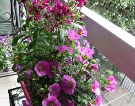 ����������� ������� фото