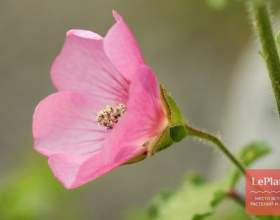 ����������� фото
