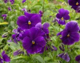 ������ фото
