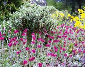 ��������� (������ �����) � ������� ���� фото