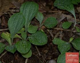 ��������� ����������������� фото