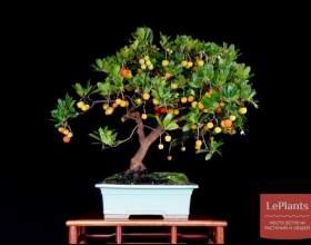 ������� ������������ (��������) фото