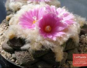 ��������� ����������� (��������� ����) фото