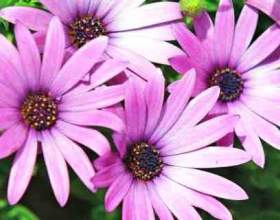 �������. ����������� � ������ фото