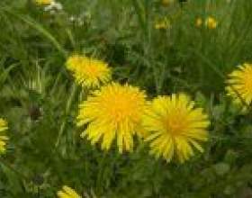 �������� �������� � �������� фото
