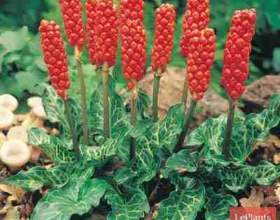 ������� ���������� (������� ���������) фото