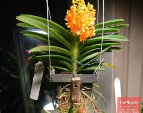 ����������� ������� (����������� ������-��������) фото