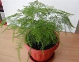 ��������� ��`�����. ������ �� ����������� фото