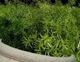 ��������� ��������� (asparagus sprengeri) фото