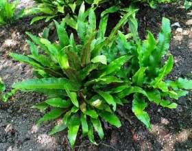 ���������. ������, �����������, ������� фото