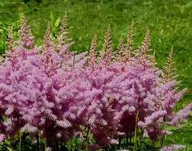 �������� фото