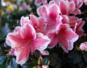 ����� (�������� �����������) фото