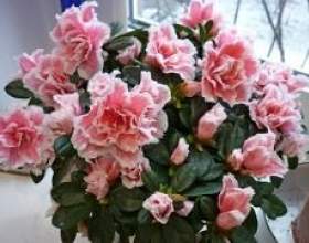 ����� - ������ � �������� ������. �� ��������� �� ����� фото