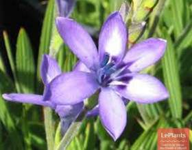 ������ ����� фото