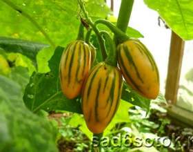 �������� ����� - ������������ � ������� фото